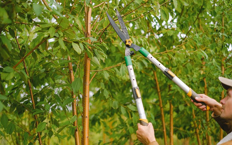 Tree trimming in Springfield, OR